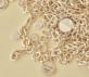 christofle sterling silver medal - ondulations 13