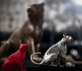 christofle sitting tiger small size sterling silver - haute orfèvrerie 2