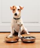 Cadeaux pour animaux