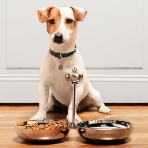 ペットギフト