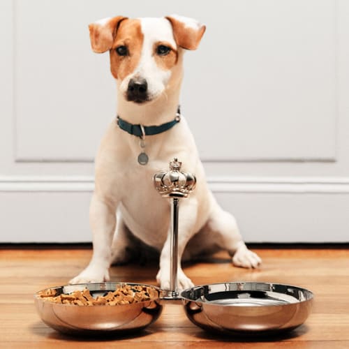 Cadeaux pour animaux